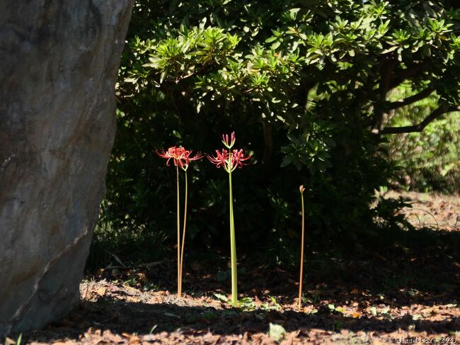 群馬県邑楽町の「恩林寺」へ、ヒガンバナを見に行きました。本堂裏の「曼珠沙華の里」の南西の隅で、赤い花が咲いていました。ここだけ早咲きの花なのか、他の場所では、芽も出ていませんでした。