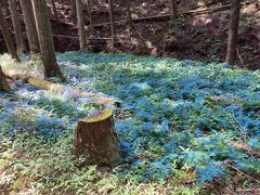 青梅丘陵ハイキングコースを途中離脱～軍畑駅から石神前駅