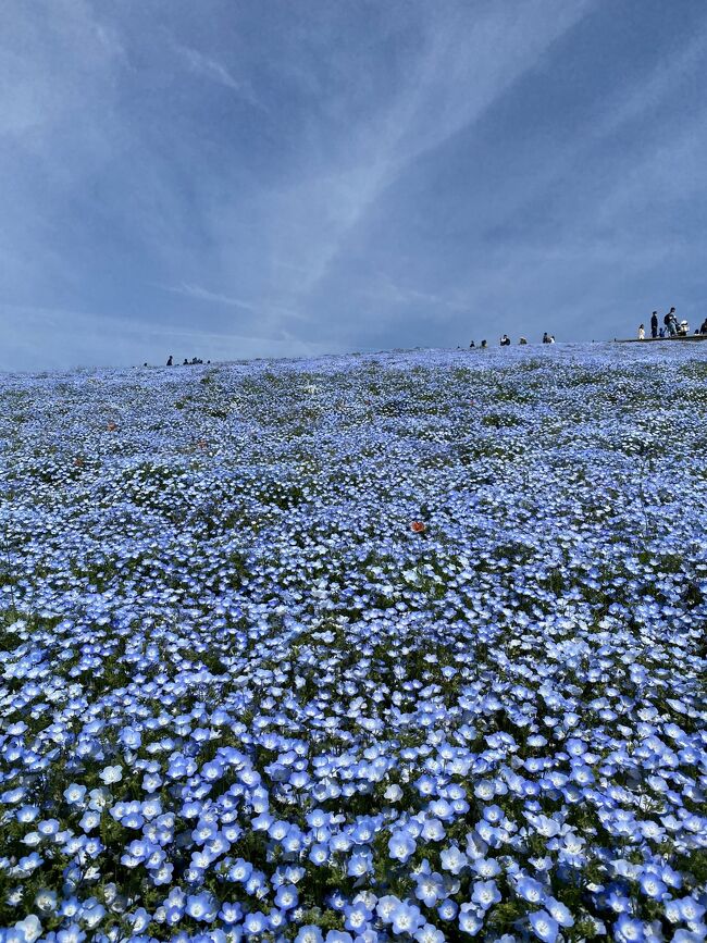 これまでフラレに振られていた花のシーズン、今年はドンピシャで見ることができました。