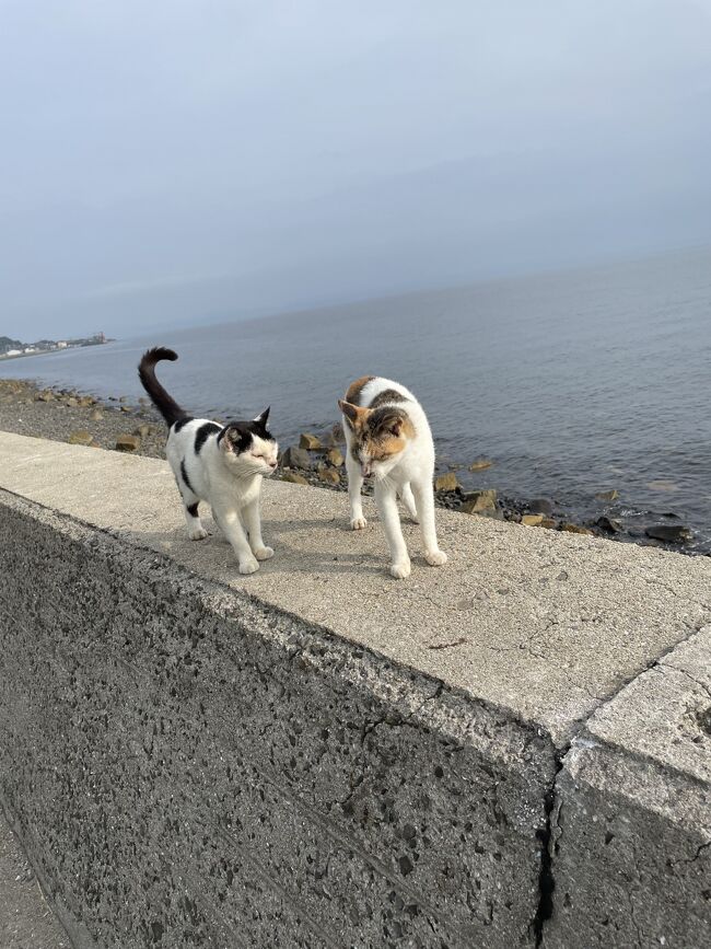 猫島散策第二弾！！猫にエサをあげても良い猫島を探していたところ飛び猫で有名な佐柳島がヒットしました。せっかく香川に行くのであれば本場の讃岐うどん店巡りもしたいじゃないかと鼻息も荒く残暑厳しい香川県を楽しんできました。