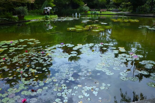 名古屋の市街地のど真ん中にある、フラリエは都市型公園で、入場無料。<br /><br />さほど広くはないのですが、アクセスは抜群。<br />花も適度に咲いていて、ほっとする公園です。<br /><br />ネット情報で、フラリエの小さな池ですが、そこにオオオニバスと水蓮が咲いてるのを見つけて、さっそく出かけてみることにしました。