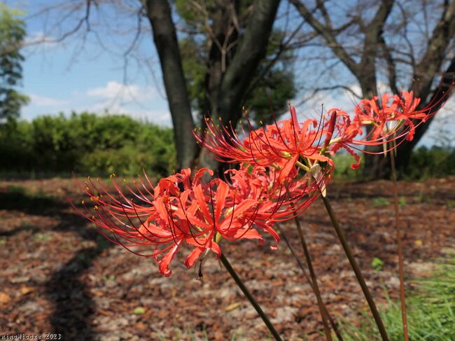 「恩林寺」の彼岸花_2023(2)_芽が少しずつ出始めてました。花はほんの少しだけ（群馬県邑楽町）