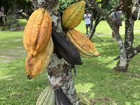 チョコレートと南国フルーツの街　フィリピン　ミンダナオ島ダバオへ行く