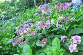 季節の花に逢いに行こう！鎌倉をぶらり☆まずはオープンサンドのランチ、長谷寺であじさい、納言でかき氷