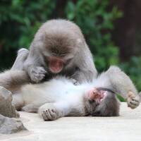 中秋の名月を秋保温泉で③ 3年ぶり2度目の八木山動物公園