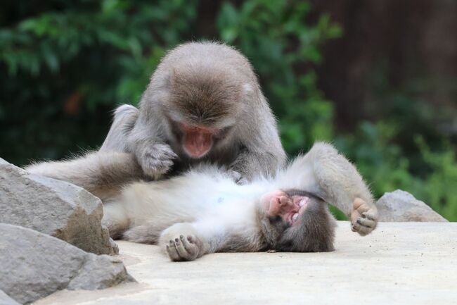 中秋の名月を秋保温泉で③ 3年ぶり2度目の八木山動物公園