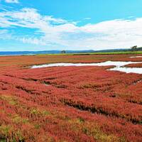 能取湖とワッカ原生花園で眺めたサンゴ草の紅葉：　異常気象の年、北海道に秋を探して　（２）