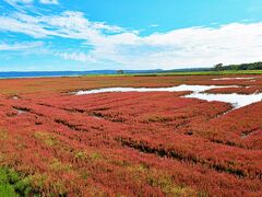 能取湖とワッカ原生花園で眺めたサンゴ草の紅葉：　異常気象の年、北海道に秋を探して　（２）