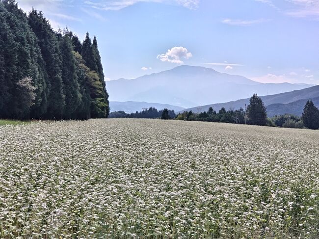 そばの花を巡るドライブ～岐阜県中津川・椛(もみじ)の湖から長野県・箕輪町の赤そばの里へ