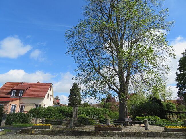 2023年5月6日（土）とにかく、木組み好きの方に足を運んで頂きたいBad Sooden-Allendorf バートゾーデンアレンドルフの街！表紙のフォトは門前の噴水にある菩提樹です。この街の天然記念物のようです。1912年以来、ヴィルヘルム・ミュラーがこの場所で『リンデンの木』という詩を書いたという事実があるようで、この詩は、フランツ・シューベルトによる編曲され、特にフリードリッヒ・シルヒャーによる男声合唱のための編曲によって有名になったようです。Am Brunnen vor dem Tore（菩提樹）というタイトルで民謡として知られているそうです。もともとそこにあった菩提樹は、1912年5月の嵐で倒れてしまったそうで、1914年、その場所に新しい菩提樹が植えたのが、表紙のフォトです。<br /><br />＜過去の旅行記ところどころ＞<br />https://4travel.jp/travelogue/11287085<br />https://4travel.jp/travelogue/11287718<br />https://4travel.jp/travelogue/11288220<br /><br />&lt;旅行日程＞<br />0426 羽田国際空港→Mainz<br />0427 Mainz→Metzingen(Wurtt) →Dettingen → Bad Urach→<br />　　　　Tubingen←▲NG DB遅延で行けず、Mainz　マインツに戻る<br />0428　Mainz→Ladenburg→Weinheim→Heppenheim ←▲NG DB遅延<br />0429　Mainz→Rudesheim(Rhein)→Alsheim<br />0430　Mainz→Munchen　移動<br />0501 Munchen →Starnberg→Tutzing→Murnau→Weilheim→Munchen<br />0502 Munchen →Gunzburg→Ulm→Giengen<br />0503　Munchen→ Freising<br />0504　Munchen →Hannover　移動<br />0505　Hannover →Lübeck→Hamburg<br />★0506 Hannover →Bad Sooden-Allendorf　→Hann Münden→Witzenhausen Nord<br />0507 Hannover →Wernigerode→Quedlinburg→Goslar<br />0508　Hannover →Rinteln→Hameln→Hildesheim→Elze(Han)<br />0509　Hannover →Paderborn→Höxter→Holzminden<br />0510　Hannover →Mainz→Bachrach　移動<br />0511　Mainz→Cochem→Koblenz<br />0512 Mainz→Bad Wimpfen→Heidelberg<br />0513　Mainz→Köln<br />0514　Mainz→Limburg→Idstein<br />0515　Mainz