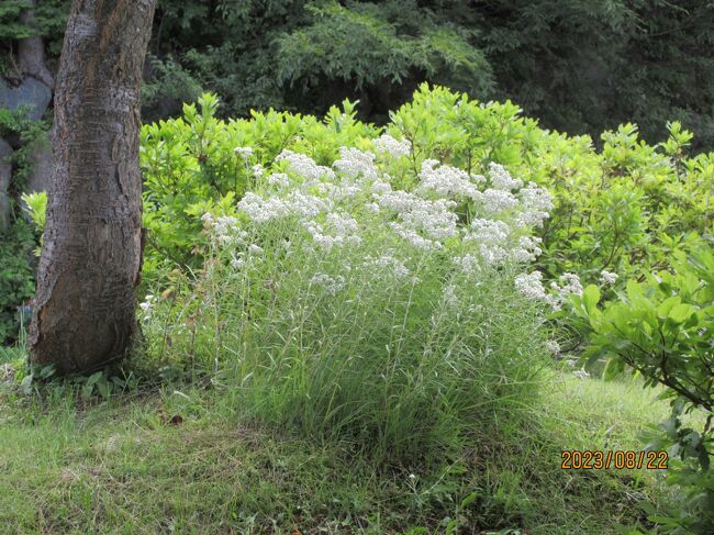 【七十二候・蒙霧升降（ふかいきり まいおりる）：志賀高原で母の思い出につながる山母子（やまははこ）の花を見つけた！】<br /><br />産経新聞に、今週は【七十二候・蒙霧升降（ふかいきり まいおりる）・・・森や水辺で白い霧がまとわりつくように立ちこめる、8月18日～22日）】と小さく載っていた。<br /><br />志賀高原の旅も本編で3つ目になる。<br />先に掲載したのは以下の2編、<br />20230913：七十二候・蒙霧升降（ふかいきり　まいおりる）：志賀高原に残る伝説・大沼池の大蛇と黒姫の物語<br />20230923：七十二候・蒙霧升降（ふかいきり　まいおりる）：かつて華やかな時代もあった志賀高原歴史記念館（旧志賀高原ホテル）の見学<br /><br />本編は8月21日、22日と旅の2日、3日目は宿泊先の白樺荘からも徒歩で行ける「志賀高原の蓮池」を巡り、池周辺に咲く花々を楽しんだ。<br />その時、志賀の伝説を祀る大蛇神社に参詣し、偶々、志賀高原総合会館98を訪れた際に、母の思い出につながる山母子（やまははこ）の花を見つけた！<br /><br />本編の写真掲載の順序は、最初に思い入れのある山母子（やまははこ）の花にした。<br /><br />写真は志賀高原総合会館98前で見つけた山母子（やまははこ）の花。<br />