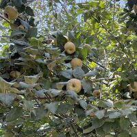 エセバックパッカーが行くウズベキスタン　⑨ タシケント観光から帰国