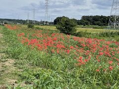 彼岸花を観に行く②