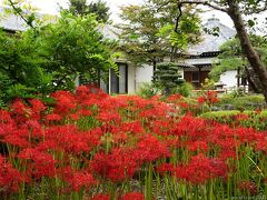「常楽寺」の彼岸花_2023(6)_赤は咲き進んで見頃始まり、白は見頃末期でした（群馬県・太田市）