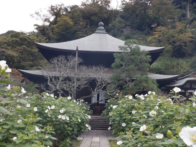 鶴岡八幡宮を後にして瑞泉寺に行きました。