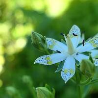 アケボノソウとヒツジグサ　～尾瀬ヶ原ゆるゆるさんぽ～