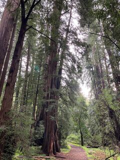 2023 GW カリフォルニアの旅5 (Muir Woods National Monument)