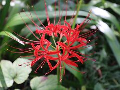 「常楽寺」と「御嶽山自然公園」の曼珠沙華