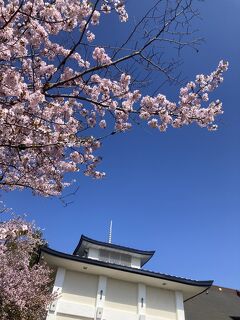 富良野日記2023　②　　5月　近場のお花見 神社とお寺と月とうさぎ