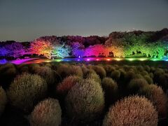 国営ひたち海浜公園（ライトアップ）