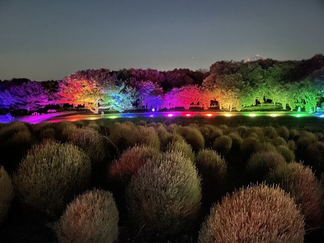 国営ひたち海浜公園ライトアップ<br /><br />京都からの友人と突然決めた予定（夜のライトアップ歩き）<br />夕方６時から６時３０分頃に入園<br />（駐車料金520円）<br /><br />国営ひたち海浜公園<br />2023年9月8(金曜日)～10月1日(日曜日)<br />期間中の金・土・日・祝 開催<br />17時から21時30分まで（荒天中止）<br /><br />https://www.ibarakiguide.jp/special/kochia_light_up.html