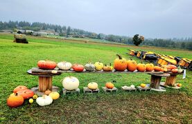 シニアトラベラー！シアトル&バンクーバー満喫の旅⑳BAILAY'ZPUMPKINPATCH“HALLOWEENカボチャ狩り”