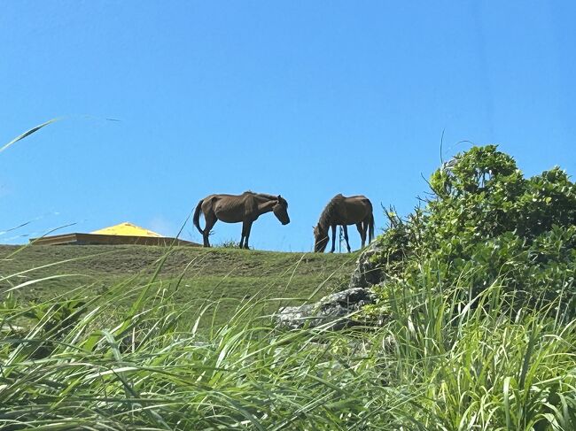 やっと行くことができました、与那国島(⑅˃◡˂⑅)<br />Dr.コトーの映画を観てから旅立&#9992;️<br />自然がすごい、観光客も少ない、最高です。<br /><br />海底遺跡は、船の検査とかで残念ながら見られませんでした！