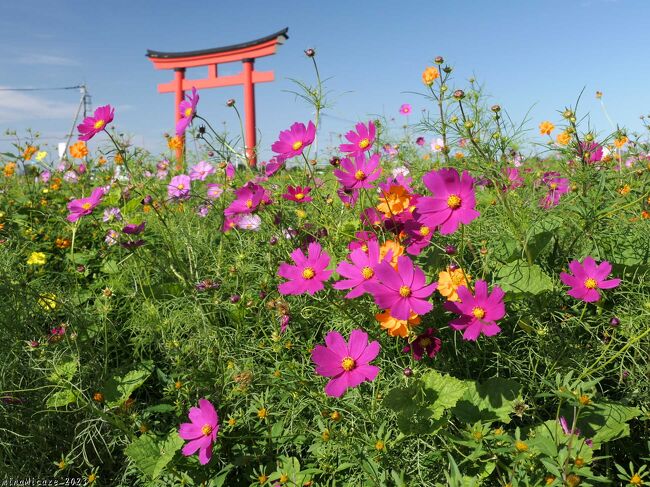 群馬県伊勢崎市小泉町、小泉稲荷の大鳥居周辺のコスモス畑を見に行きました。10月７日付の東京新聞のWebサイトに、「小泉稲荷大鳥居周辺のコスモスが見頃を迎えた」と載っていたのが切っ掛けです。結果は、ほとんど咲いていませんでした。一部のエリアで咲き始めているだけで、全体としては、１割も咲いていなかったような印象でした。機会があれば、再訪しようと思いました。