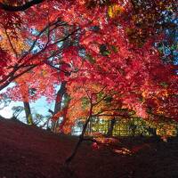 白神山地へ　①　弘前　　2023.11