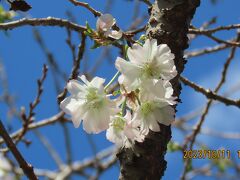 その後の冬桜