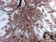 仙台から行く春の中尊寺