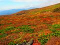 神の絨毯　栗駒山の紅葉　God's Carpet  - Autumn leaves at Mt.Kurikoma