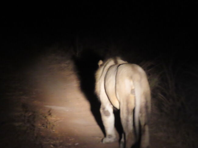 ザンビアの宿はwildlife camp。その名の通りキャンプに着くと象がいた。<br />昼間のwalk safari. 夕方からnight safariと二つのサファリを南ルワングラ国立公園で。<br />Walk safariはひたすら動物のうんこpooを見ながらガイドさんが説明。別名うんこサファリ。普通のサファリのように車同士で連絡取り合って誰かが見つけたらそこに全員集合とはいかずひたすらうんこを見ながら自分たちだけで徒歩で動物を探す。なかなかの体験でした。夕方からのナイトサファリは前の助手席に乗った奇跡の眼を持つライトマンが闇の中から夜になって活発化する肉食獣を探してくれる。遭遇した雄ライオンは堂々と道を歩きその後をついていく。雄ライオンの肩の筋肉が迫力。