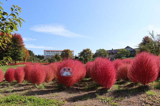 コキアが紅葉して赤くなってきているとのことで、由仁町のゆにガーデンに行ってきました<br /><br />例年より2週ほど紅葉が遅いようです