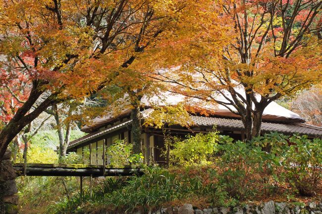 過去の旅、写真整理シリーズ　今回は2021年11月に行った山口編です。<br /><br />山口県は何度か旅していますが、SNSで人気スポットとなった角島と元乃隅神社には行ってなかったね～とミーハーな動機で旅を計画。せっかくなら紅葉狩りや秋吉台のドライブもと地図とにらめっこ。2泊3日、こんなルートで旅行をしてきました。2年前なので古い情報もありますが、備忘録としてまとめましたのでよろしければお付き合いください。<br /><br />1日目　 羽田空港　→　山口宇部空港<br />　　　　重源の郷（紅葉狩り）<br />　　　　長門峡（紅葉狩り）<br /> 　　　　           SL山口号撮影　　　　　　　　　　 　　長門泊<br /><br />2日目　 青海島（観光船）<br />　　　　角島（観光＆ランチ）<br />　　　　元乃隅稲成神社（見学）<br />　　　　青海島（散策）　　　　　　　　　　　　長門泊<br /><br />3日目　 大寧寺（紅葉狩り）<br />　　　　別府弁天池（見学）<br />　　　　秋吉台（ドライブ）<br />　　　　山口宇部空港　→　羽田空港<br />