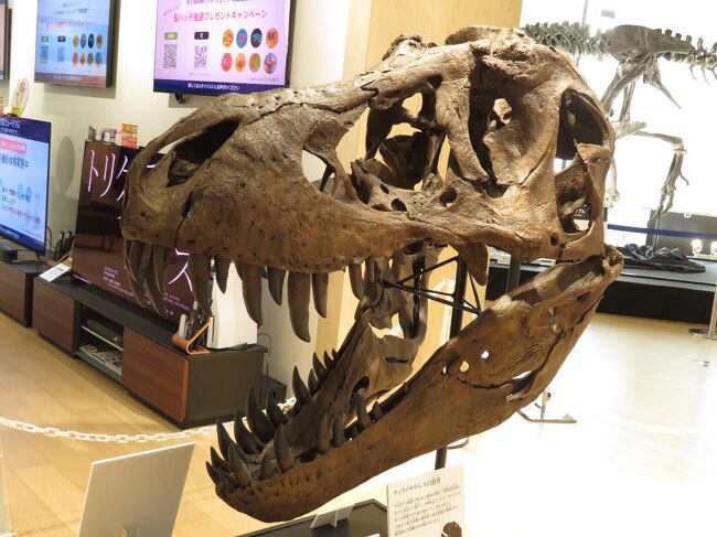 世界で初めて脳腫瘍の痕跡が見つかったゴルゴサウルス「ルース」の全身骨格など計20点の骨格標本や、迫?のフルCG映像、裸眼で?られる恐?の3DCG モデルなどの展示をみてきました<br />