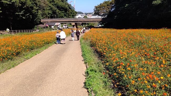 本日神奈川県くりはま花の国に来ました<br />例年ですとコスモスが満開の時期ですが、今年は50％の咲き具合です<br />百日草も綺麗でした