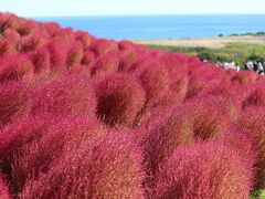 ひたちなかでコキアを鑑賞して宇都宮でLRTに乗る旅　コキア編