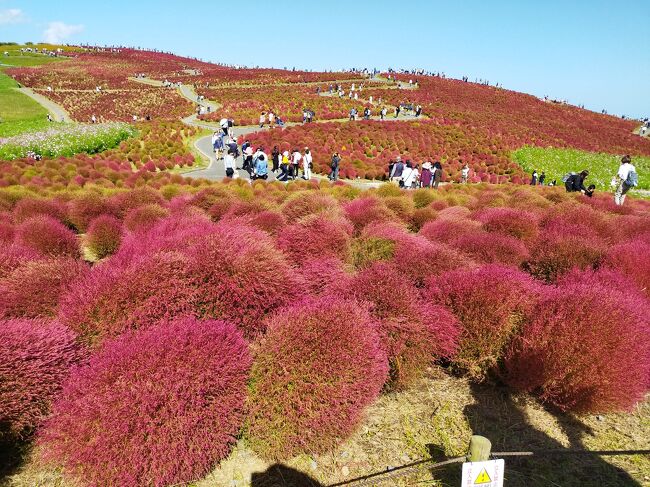 両親を温泉旅行に連れて行く旅行第2弾です。　第1弾は、草津旅行でしたが、今回は潮来温泉にしました。<br /><br />ちょうど、コキアの季節だったので、ひたちなか市の海浜公園へ行って、コキアとコスモスを見てもらいました。　<br /><br />アンコウ鍋も食べて、帰りには成田さんに寄って参拝し、うなぎを食べておいしい旅行になりました。