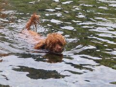 犬一緒に家族旅行2021年