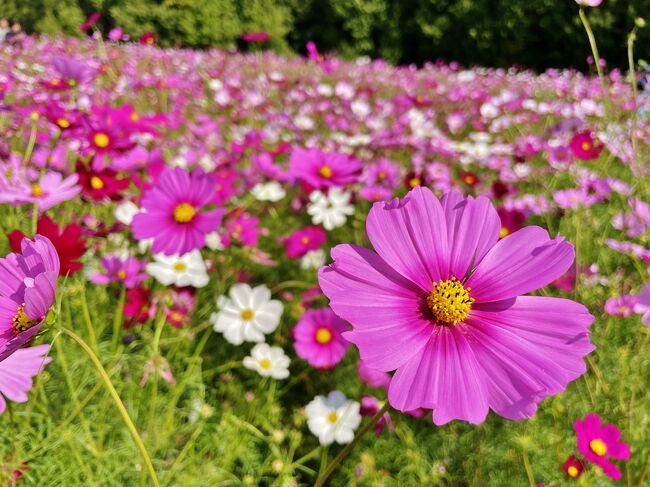 ホテルをチェックアウト後、万博記念公園にある花の丘へ行きました。コスモスはちょうど見頃を迎え、コキアや秋の花々でカラフルに彩られていました。お天気も良くポカポカ陽気の中、豊かな自然に囲まれた園内を散策、お花見を楽しみました♪<br />