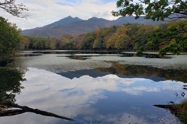 旅行社のツアーで、秋の知床五湖へ出かけてきました。<br />初日は、お昼前に羽田を発ち、女満別空港へ向かい、知床ウトロのオシンコシンの滝を見学して、４時過ぎにウトロ温泉のホテルへチェックインとなりました。<br />夕食後は、知床のナイトツアーでエゾシカやキタキツネ、シマフクロウ（？・よくわからなかった）を見学しました。<br /><br />ツアー2日目は、朝８時過ぎにホテルをスタートして、鮭の水揚げと遡上を見た後、霧の知床峠を見学して、午後は、知床五湖のミニハイキングをしましたが、途中から雨に降られてしまいました。(´；ω；`)ｳｯ…<br /><br />ツアー最終日は、知床自然センターとフレぺの滝の間をミニハイキングしてから、天に続く道を見学後、女満別空港に戻り、３時すぎの飛行機で帰京し、７時に帰宅となりました。<br /><br />