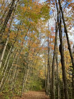 2023秋ニューハンプシャーに紅葉狩り3 (Lincoln Woods でハイキング）