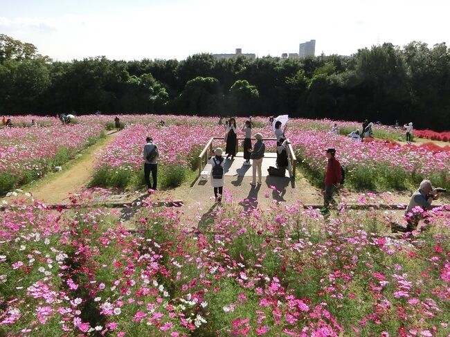 今年は真夏日＆猛暑日が多かったためか、「花の丘」に咲くコスモスの開花は例年より随分遅れていました。<br />10月に入って、ようやく、花が咲き始めたので、「万博記念公園/見ごろの花」のホーム・ページで開花状況を確認して、10/15（日）にコスモス見物に出かけました。<br />”日曜日なので、多くの花見客が集まっているだろう”とは予想していましたが、予想以上に多くの見物者が集結していて、静かに花見物を楽しむ雰囲気ではありませんでした。<br />そのような状況であったため、その日はコスモス見物は中断、2日後の平日に、再度、花見物に出かけてきました。<br /><br />私は”「花見物」は平日に、そして、青い空の下で！！！”と言う、贅沢な考えを持っていますが、その日は”晴れたり、曇ったり”の今一つの天気でした。<br />しかし、それなりに、「コスモス＆コキア＆ミューレンベルギア＆赤ソバの花」の写真を撮りました。<br />そのような「旅行記」ですが、よろしければ、一見して、楽しんでいただければ有難く思います。<br /><br />〈「花の丘」で最近数年間にあった出来事〉<br />☆2018年年末：2019年にかけて、大規模なリニューアル工事を実施。<br />☆2019年：①リニューアル工事に伴い、テッペン付近の南側斜面、並びに、北西側の麓に、周囲360度の景色を見渡せる「展望デッキ」を新設。<br />②凸凹していた敷地内の遊歩道を整備。<br />☆2020年：①テッペン周辺に、「赤ソバの花」が初めて植えられた。<br />②今まで、多品種専用エリアも含めて約20種くらいの「コスモス」が植えられていたが、多品種専用エリアが無くなり品種が随分減った。<br />☆2021年：①北側斜面に、「ミューレンベルギア・カピラリス」が初めて植えられた。<br />②テッペン付近の「展望デッキ」北側にあった「赤ソバの花」エリアの隣りに、「コキア」が試験的に植えられた。<br />☆2022年：「コキア」が随分広いエリアに植えられた。<br />☆2023年：①テッペン付近の芝生エリアに、白色の建物「見晴らし台」＆「愛の鐘」が新設させた。<br />②「コスモス」＆「コキア」＆「赤ソバの花」エリアを部分的に入れ替えた。<br /><br />〈余談になりますが・・〉<br />「万博記念公園だより　2023/10月号」に下記のコラムが掲載されていましたのご紹介します。<br />☆「花とみどりの仕掛け人・・（10月のテーマ：コキア）」☆<br />万博記念公園マネジメント・パートナーズ　緑地チーム　草花担当<br /><br />　ふわふわ、もふもふとその愛らしいルックスで人気物のコキア。今年も来園者のみなさまにその可愛い姿をお見せできるようになるまでは、緑地管理者の地道な戦いがありました。<br />　6月、梅雨の真っ只中、入荷したわずか15ｃｍ程度の苗は、一株ずつ、丁寧に手作業で花の丘に植え付けられること約4000株。ここから約1ｍもの大きさにまで生長していくのですが、適度な晴れ間と気温に加えてしっかりと水がもらえるこの時期は、全ての草花にとっても絶好の生長チャンス。まだ、よちよちの赤ちゃんコキアを尻目に、圧倒的スピードで繁茂する雑草群。水や栄養がコキアに行き渡らなくなる前に、手作業による除草作業に入るわけですが、この時期の雑草が伸びるスピードたるや、信じられない程に速い。1週間や10日もあれば、再び覆いかぶされるほどに攻め入られます。この静かな攻防戦は、夏の間中終わることなく続き、更に今年は、異例の8月の台風襲撃という追い打ちまで・・。<br />　こうして無事に見ごろを迎えるまでは気を抜くことは許されません。ある時は天候であったり、ある時は虫や鳥の大群であったり。目まぐるしく変わる自然環境の中で、さまざまな困難から守り抜く。私たち緑地管理者の、とても地味だけど大切な戦いは、日々、ひっそりと続いています。<br /><br />※写真は、テッペン付近に新設されていた「見晴らし台」から見た、南方面の景色です。