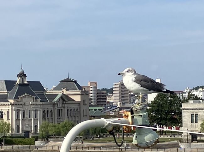 新潟から佐渡へ向かう船の上で新潟のカモメのみなさんたちはすごく近くまできて私たちをとても楽しませてくれました。