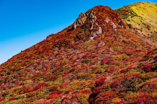 　九州の尾根くじゅう連山を３年振りに登山しました。<br />　沓掛山、星生山、肥前が城の紅葉を見るため、扇ヶ鼻ヘ登ってきました。<br />　今年の紅葉は少し遅れていて、１７００m級の山頂が色づいているという情報でしたが、確かに見頃は１週間先のようでした。<br />　