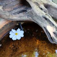 六郷満山の古刹を巡り大神ファームの秋薔薇とコスモス☆別府温泉と国東アートを廻る女子ひとり旅④３日目午前