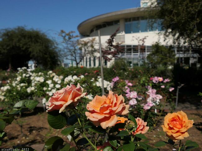 埼玉県熊谷市の「道の駅めぬま」へ、秋バラを見に行きました。花はだいぶ咲き始めていて、見頃が始まった印象でした。<br /><br />旅行記を作成するときホームページを見たら、(訪れた日の2日後)10月19日付で「現在5分咲きです。今月末あたりから見ごろを迎えそうです。」と書かれていました。
