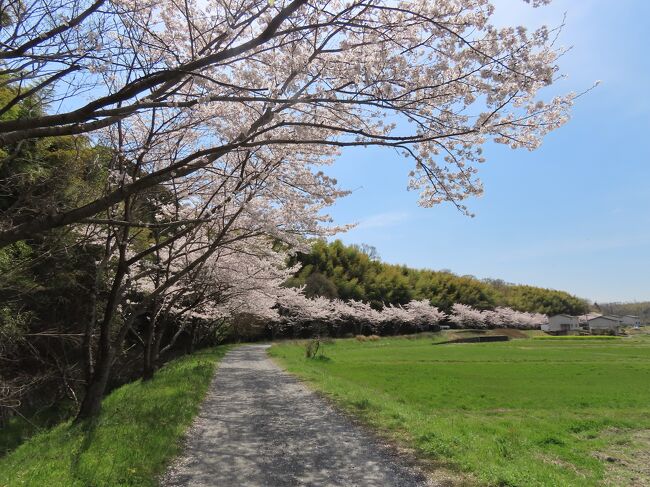 2022年4月6日(水)お昼前、連れ合いの定期検診の後に、京田辺市南部の三山木地区から宮津地区を歩く。歩いたのは京田辺市が整備している水辺の散策路の一つである「遠藤川おんごろどん・神楽ルート」。<br /><br />水辺の散策路は、水辺や緑に親しみながらウォーキングを通じ、「健幸」または“健康”づくりを市民に進めてもらうために市が整備しているもので、10ルートある。遠藤川のルートは2020年に完成したもの。<br /><br />「おんごろどん・神楽」と云う特徴あるルート名は、ルート沿いの宮ノ口区・江津区に伝わる農耕神事である「おんごろどん」と白山神社で行われている朔日講(ついたちこう)神楽奉納をイメージしたもの。<br /><br />「おんごろどん」の「おんごろ」とはモグラのことで、農作物の大敵であるモグラを追い払い、その年の豊作を祈願する。毎年、小正月の夜、数名の男児が、手にわらを芯にして縄を巻き付けた横槌と呼ばれる棒を持ち、庭先や玄関の地面を力一杯叩いてモグラを追い払う。そのときに「モグラうちおくりのうた」を歌う。<br /><br />横槌の作り方は代々お年寄りから伝えられ、地面を叩いたときによい音が鳴るよう各家で様々な工夫を凝らす。使われた横槌は、翌15日のとんどで焼き捨てられる。以前は山城地方でもところどころで行われていたが、現在はほとんど姿を消してしまった珍しい伝統行事。<br /><br />まず最初に歩いたのが木津川の支流の一つである遠藤川の桜並木。京田辺市内の桜の名所の一つに挙げられているだけあって見事としか云いようがない。この時期を狙ってきた甲斐があった。<br />https://www.facebook.com/media/set/?set=a.7481505458586080&amp;type=1&amp;l=223fe1adec<br /><br />場所は近鉄京都線とJR片町線(学研都市線)の三山木駅の南にある三山木小学校から西に新たに開発された同支社山手地区に向かう途中、以前行った佐牙神社(下記参照)の裏手になる。<br />https://4travel.jp/travelogue/11654786<br /><br />遠藤川については、以下の記述に書いた。<br />https://4travel.jp/travelogue/11628636<br /><br />また、ここは三山木地区になるが、三山木についても以下の記述に書いた。<br />https://4travel.jp/travelogue/11638345<br /><br />桜並木を抜けて先に進み、山手幹線の手前で南に折れると左手に池がある。緑池と云う会員制のヘラブナ釣の池(下の写真)。ヘラブナはゲンゴロウブナの養殖個体。「釣りはフナにはじまりフナに終わる」と云い習わされてきたが、始まりのフナはマブナで、終わりのフナがヘラブナだそうだ。釣りしないんで分からん。<br /><br /><br />遠藤川おんごろどん・神楽ルートの後半に続く