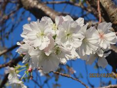 本格的に咲き始めた冬桜